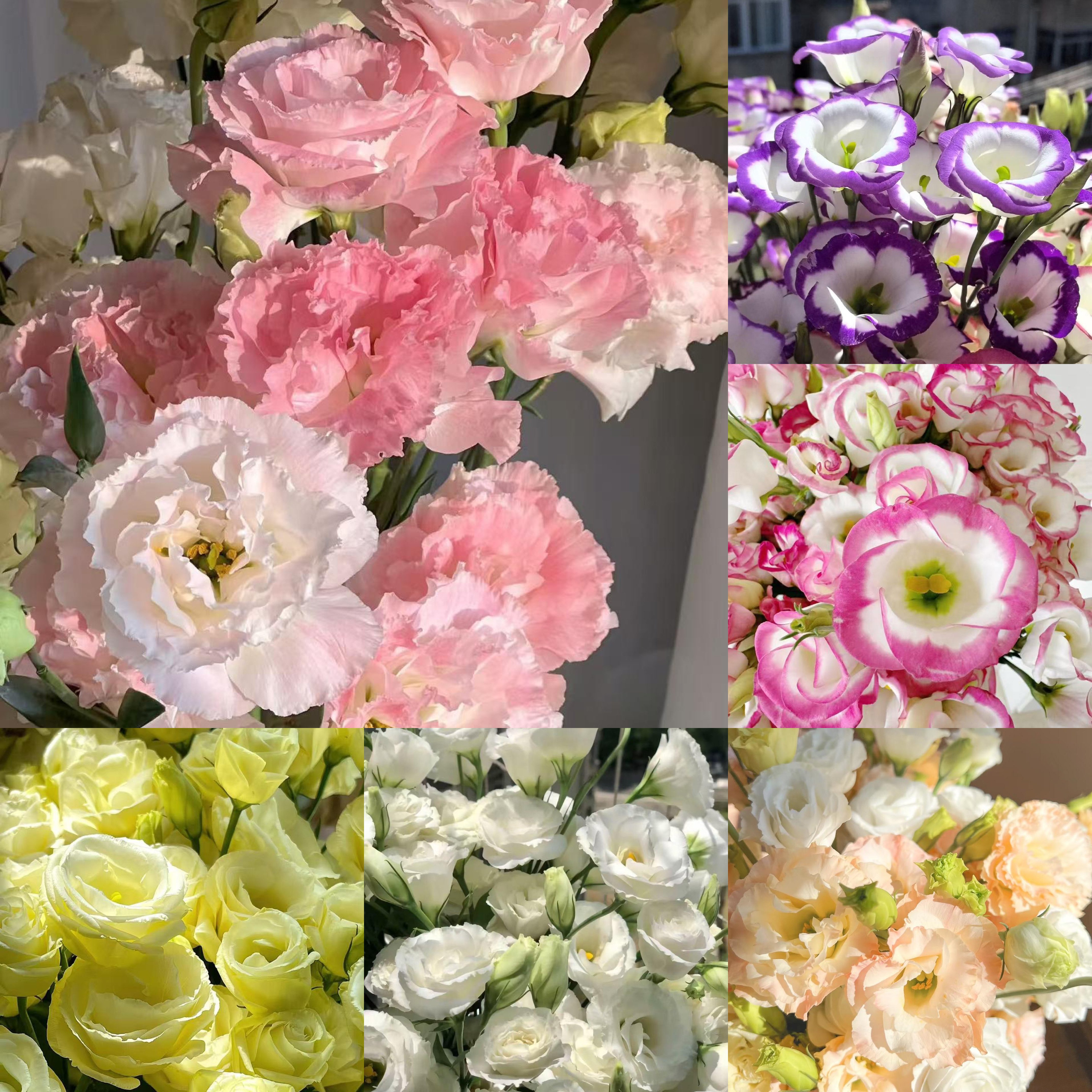 🔥Разпродажба в последния ден🌺Семена от лизиантус роза – лесна за поддръжка и ароматна градинска елегантност 🌸