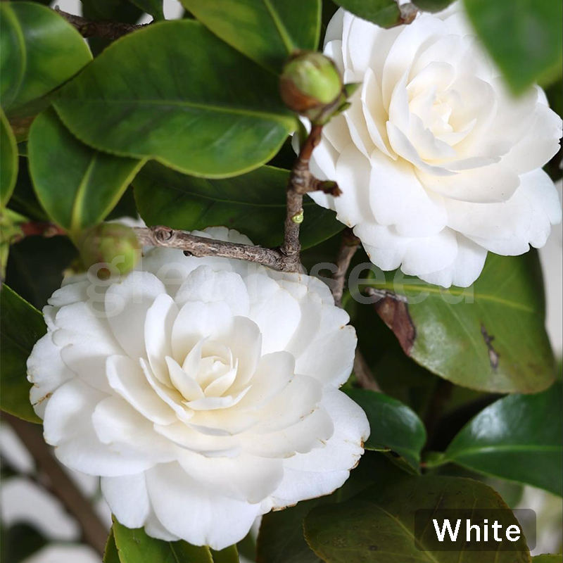 Семена от цвят Камелия – 8 романтични цвята