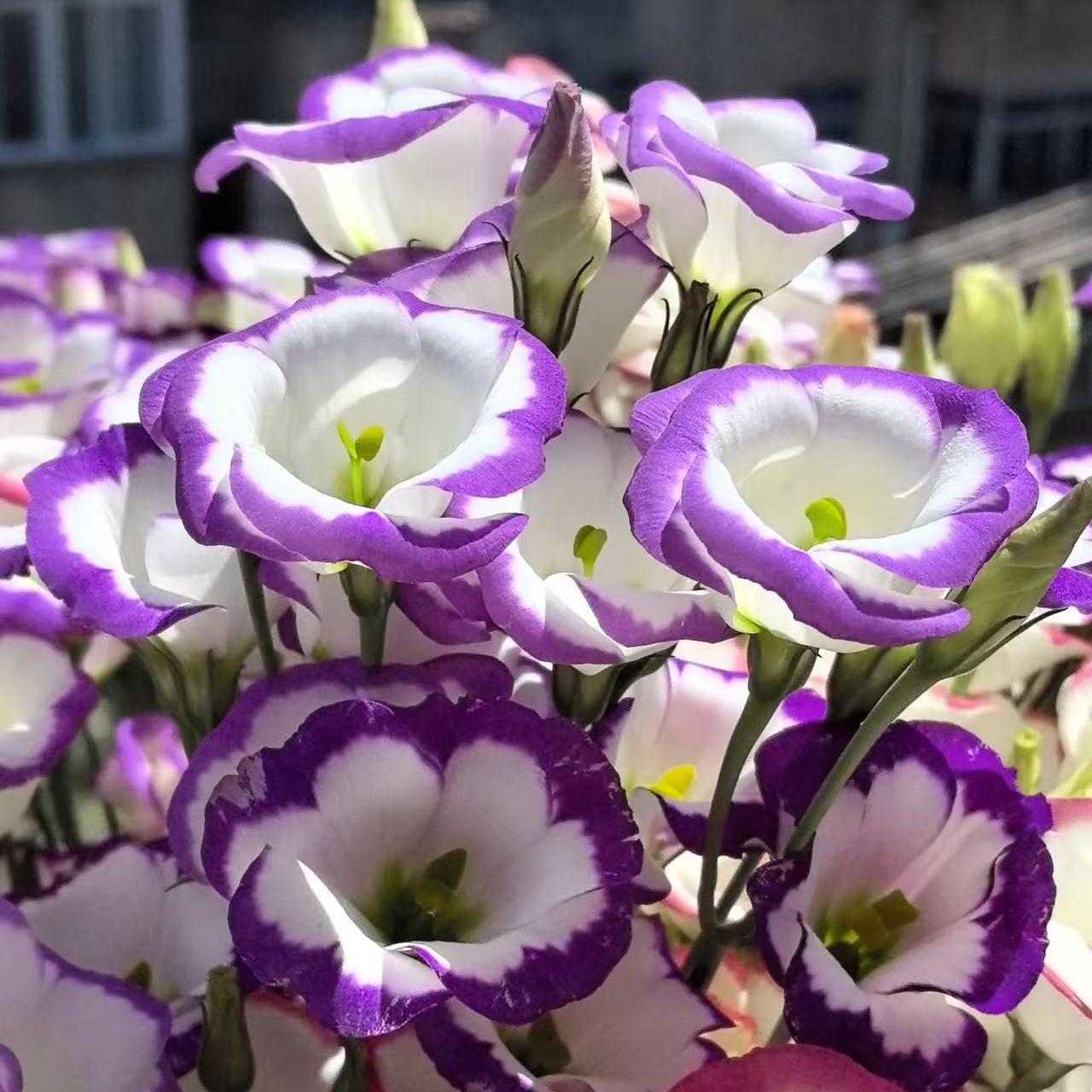 🔥Разпродажба в последния ден🌺Семена от лизиантус роза – лесна за поддръжка и ароматна градинска елегантност 🌸