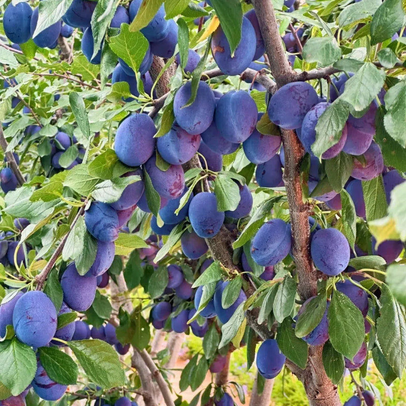 🌳Семена от сини сливи Дамасцена