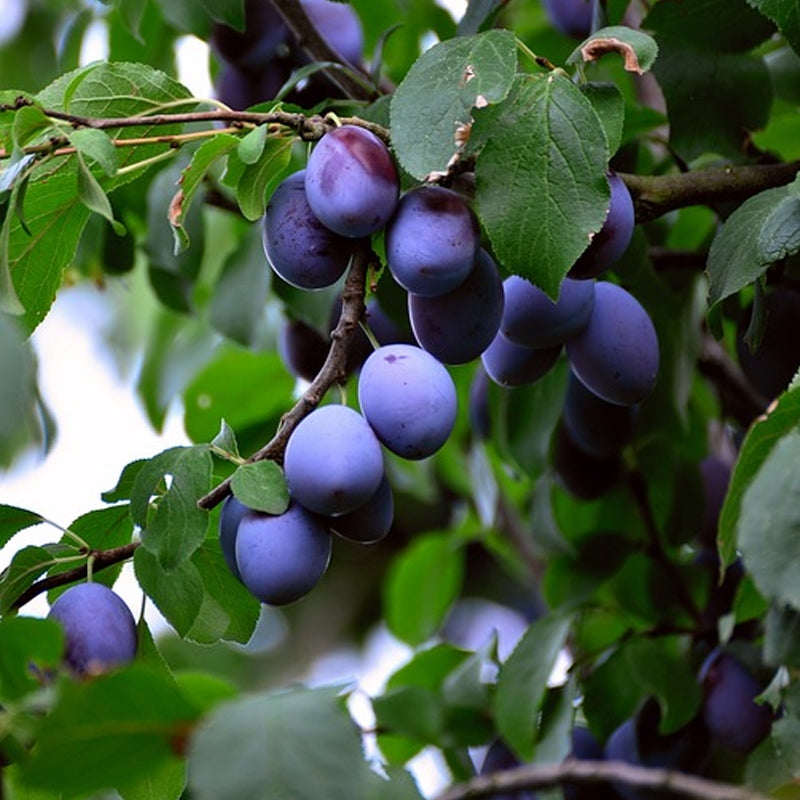 🌳Семена от сини сливи Дамасцена