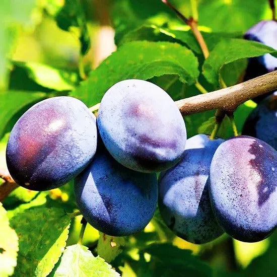 🌳Семена от сини сливи Дамасцена