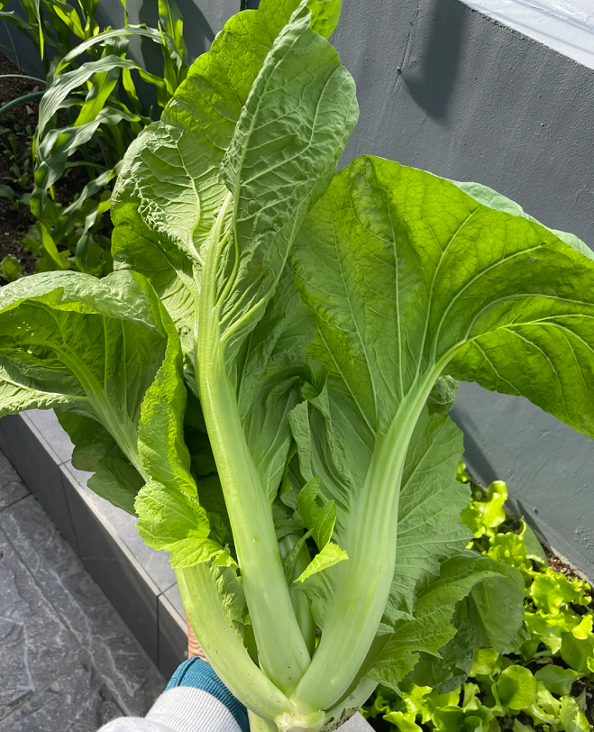 Large Leaf Stuffed Sweet Mustard Seeds