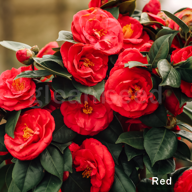 Семена от цвят Камелия – 8 романтични цвята