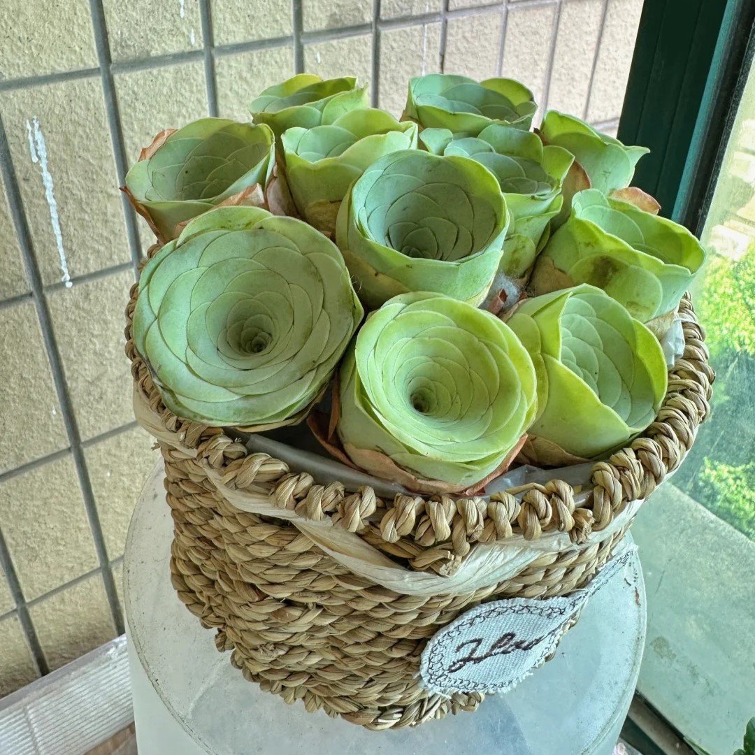 🌱🌹Mountain Rose: Krása, ktorá nikdy nezvädne, a to ani pre nováčikov v čepeli!🌺