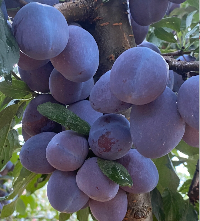 🌳Семена от сини сливи Дамасцена