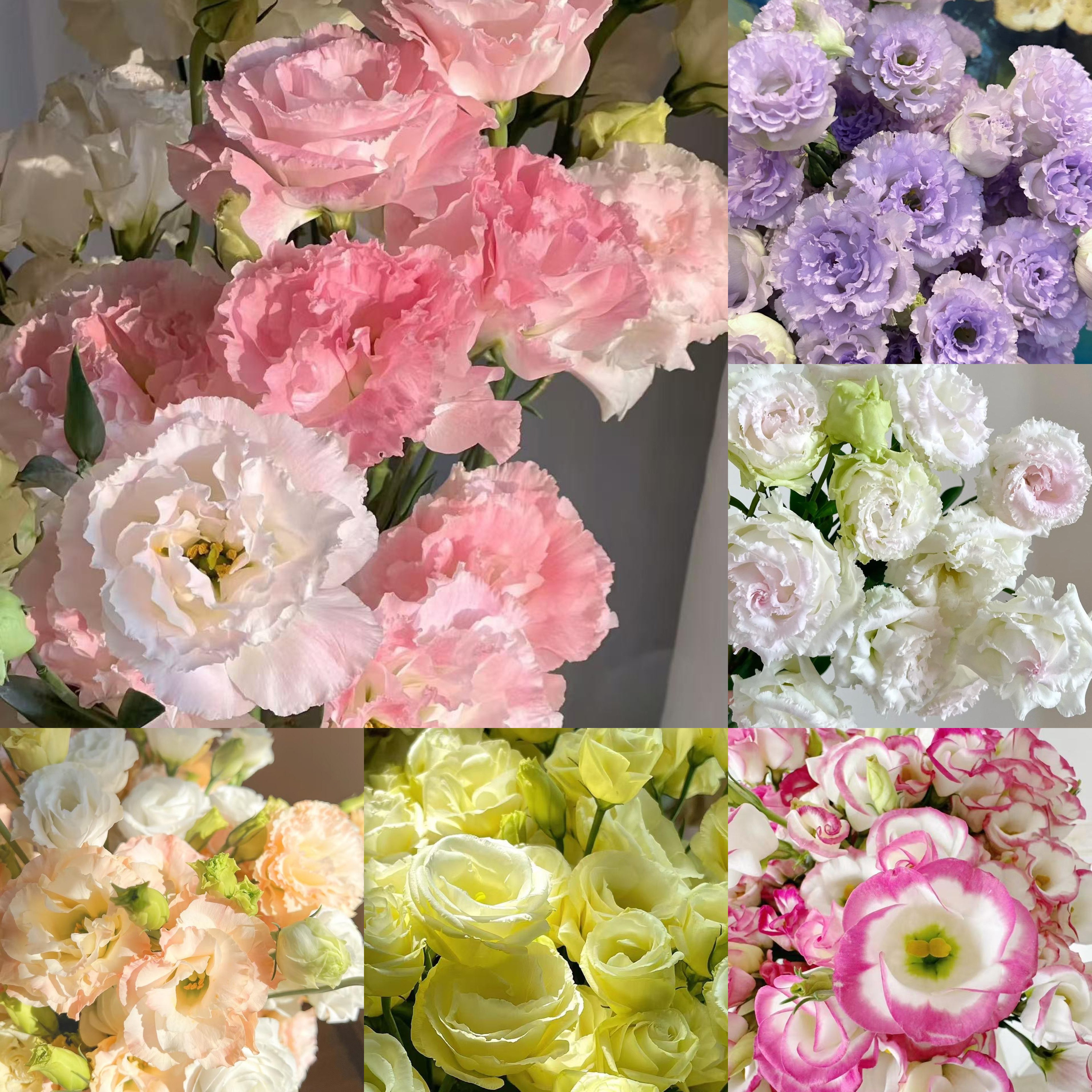 🔥Разпродажба в последния ден🌺Семена от лизиантус роза – лесна за поддръжка и ароматна градинска елегантност 🌸