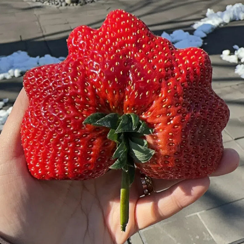 Vzácne obrovské jahodové semená 🍓 Rastú obrovské, ľahko sa pestujú