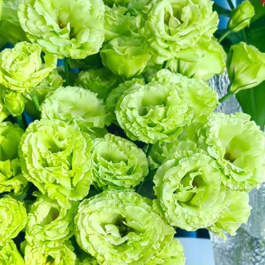 🔥Разпродажба в последния ден🌺Семена от лизиантус роза – лесна за поддръжка и ароматна градинска елегантност 🌸