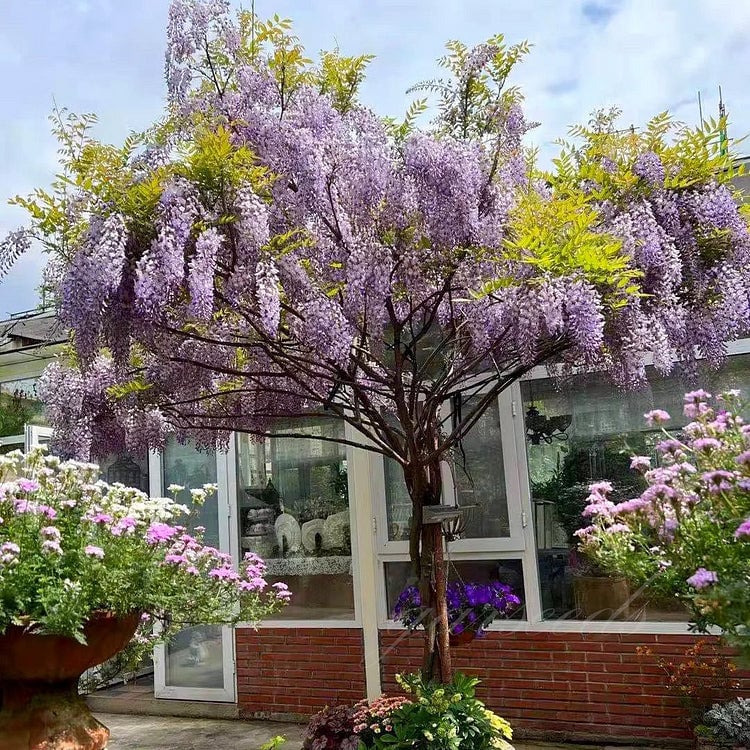 🌸Семена Глициния – Каскадната Красота на Градината През Цялата Година💗