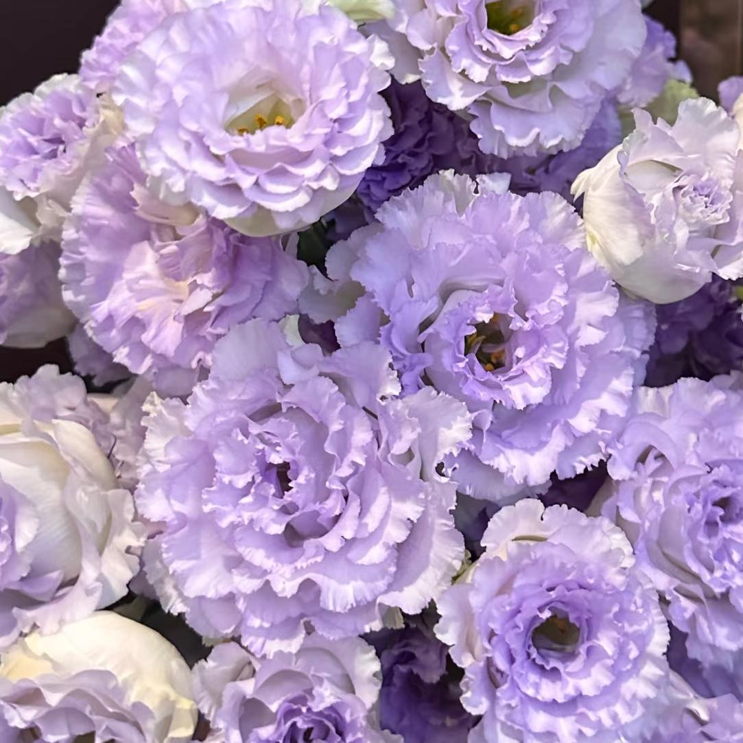 🔥Разпродажба в последния ден🌺Семена от лизиантус роза – лесна за поддръжка и ароматна градинска елегантност 🌸