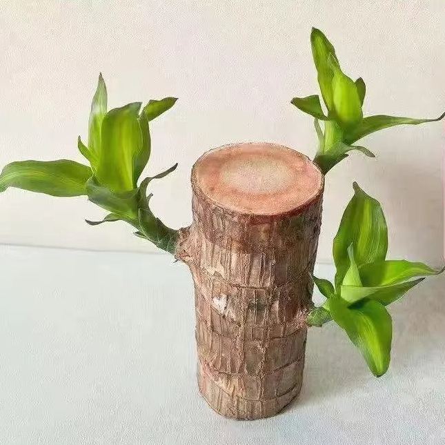 🌿Късметлийско бразилско дървесно растение със саксия - декорация за вътрешен настолен компютър, пречистване на въздуха