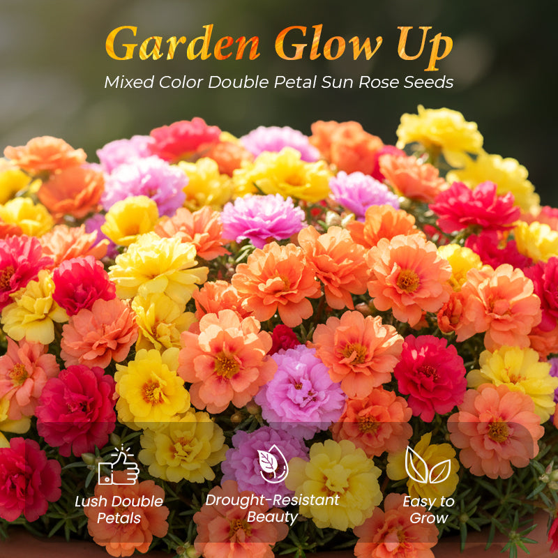 🌹Zmiešané farebné semená dvojkvetej machovej ruže