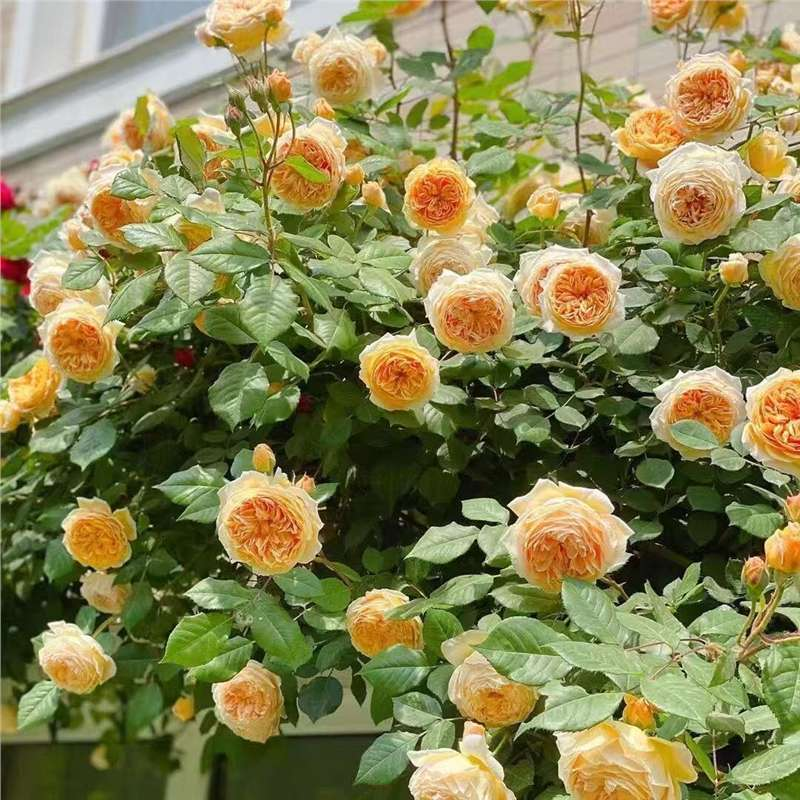 Climbing Rose Vine Seeds - Amazing Growth and Beautiful Roses