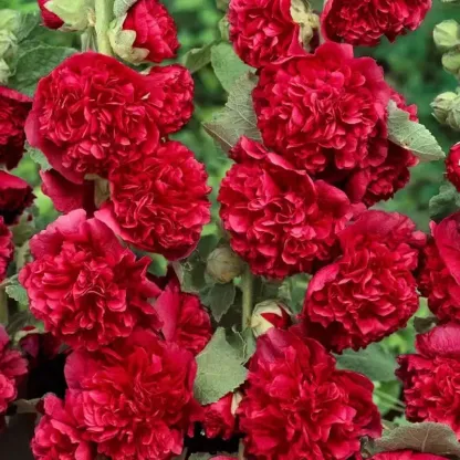 🌸Семена от двоен ружа-Лесни за отглеждане