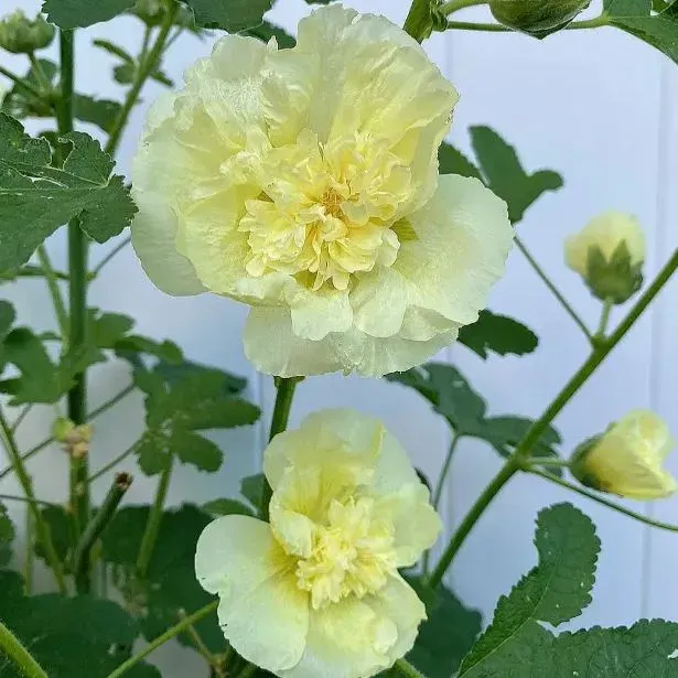 🌸Семена от двоен ружа-Лесни за отглеждане