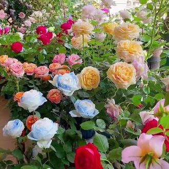 💐Семена от рози с различни цветове