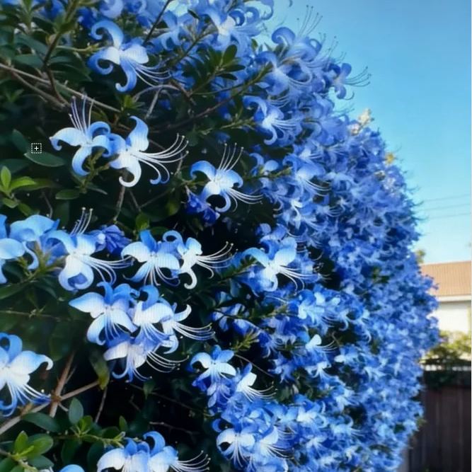 🌌 Семена от цвете Синя пеперуда – Пренесете небето в градината си!