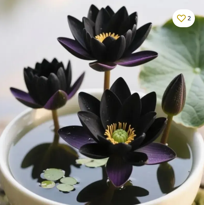 🔥Zimní akce💐Svatá mše odolnosti vůči chladu - Lotus