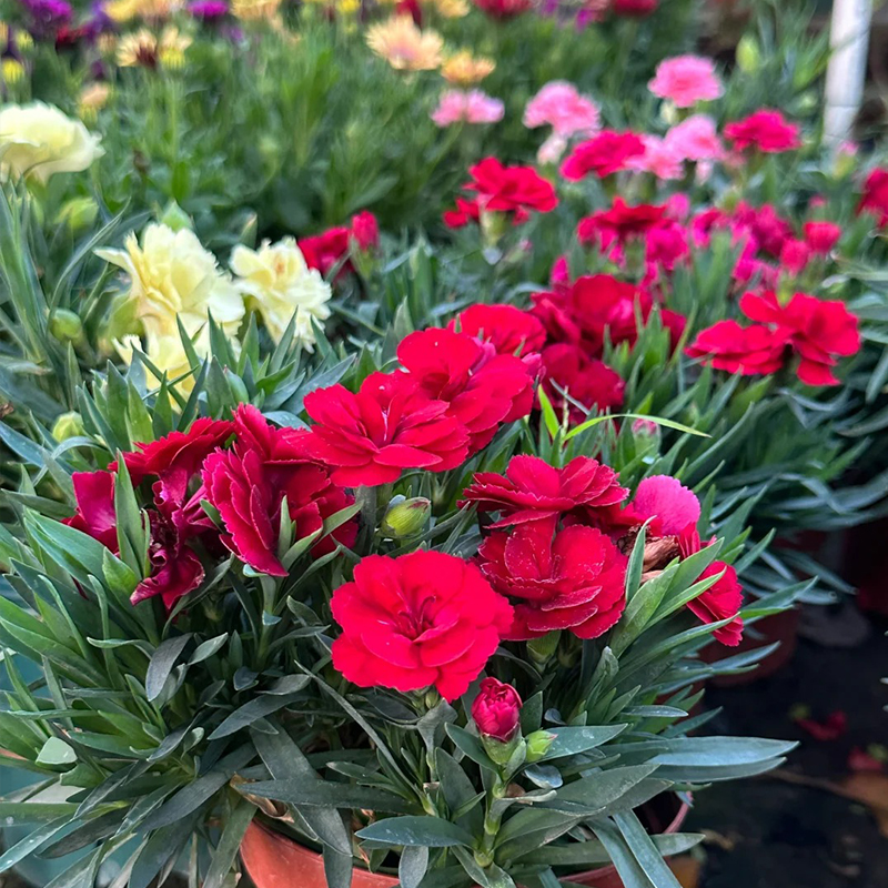 🌼СЕМЕНА ОТ НЕЖНОСТ (КАРНАЦИЯ)🌸