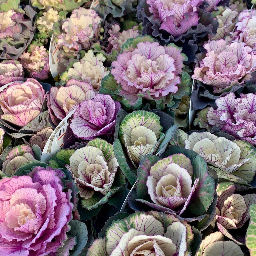 Ornamental Kale Seeds - Mix-Plantjoyfarm-Flower Seeds,Vegetable Seeds