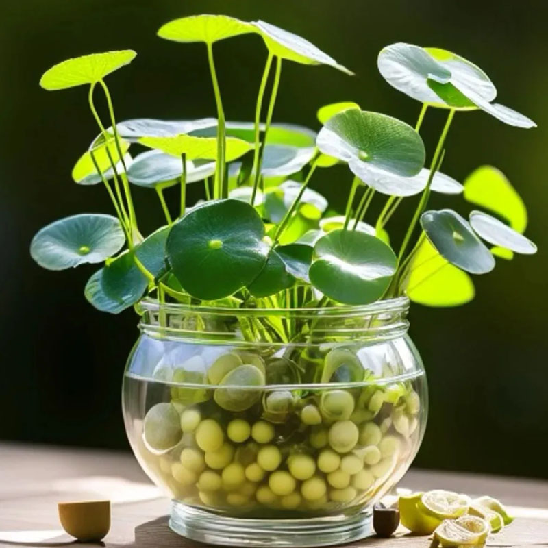 Семена от меднолист: Отгледайте свой собствен късмет и просперитет! 🌿💰