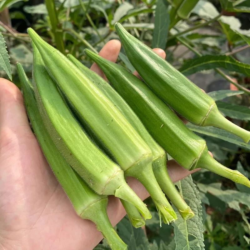 🥬 Високодобивни семена от бамя с нежна текстура и богата хранителна стойност