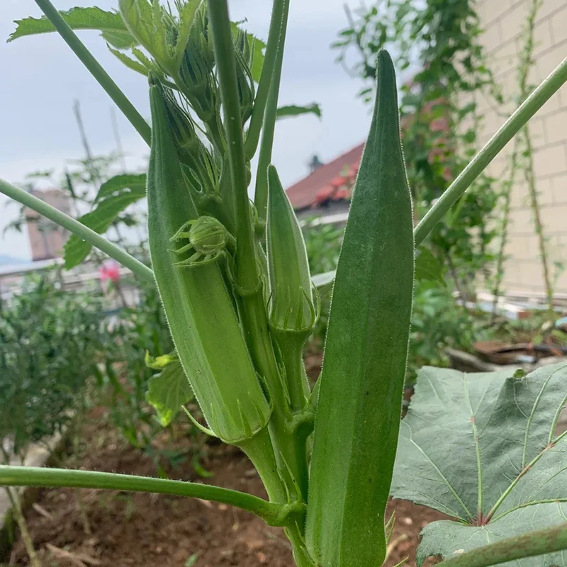 🥬 Високодобивни семена от бамя с нежна текстура и богата хранителна стойност