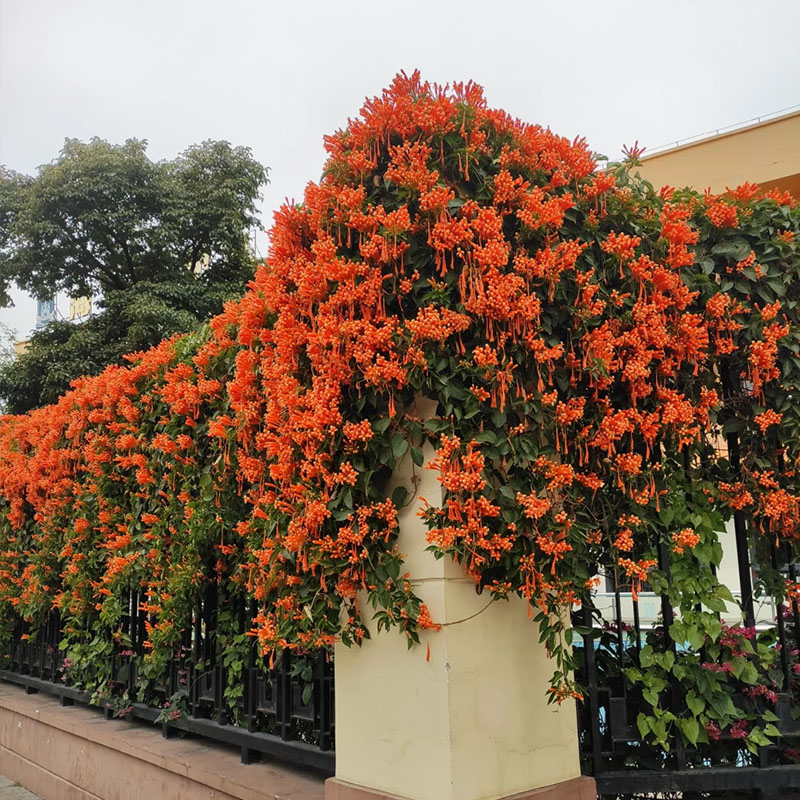 Pyrostegia venusta orange flame vine, beautiful climbing plant
