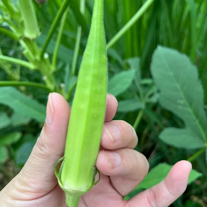 🥬 Високодобивни семена от бамя с нежна текстура и богата хранителна стойност