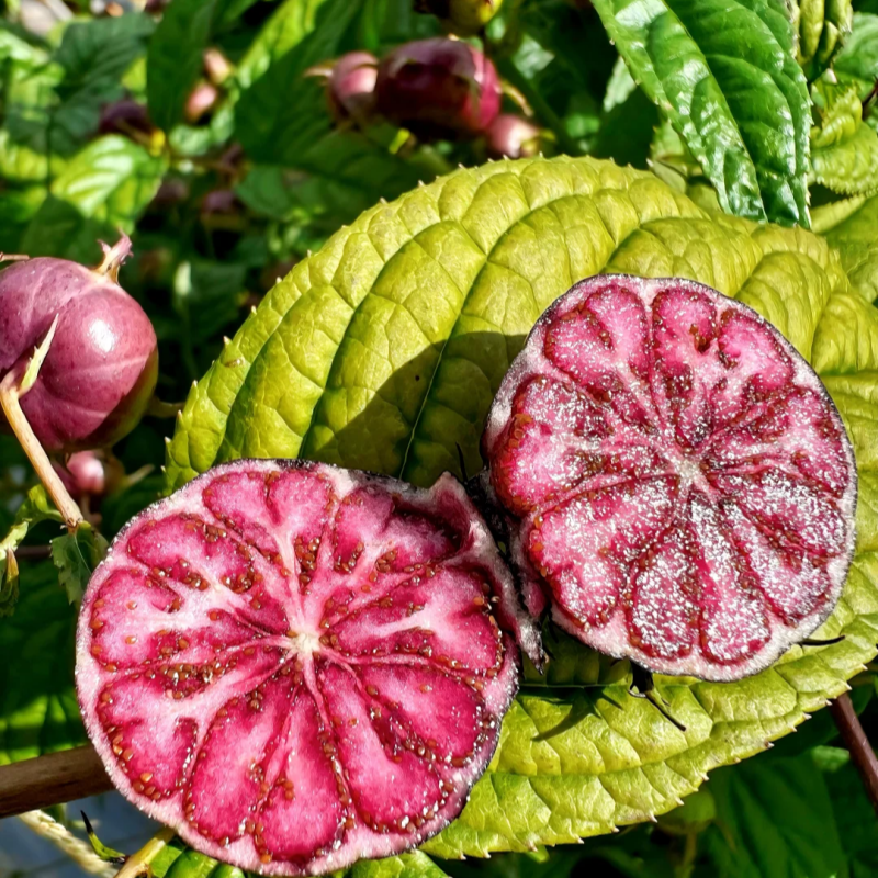 Червен женшен 🍉Вълшебен плод като перли