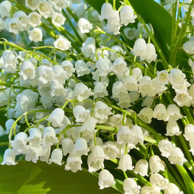 🌼Момина сълза - чиста любов и късмет