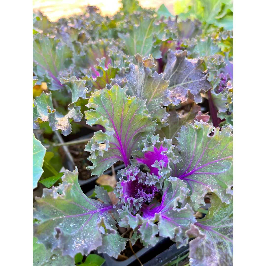 Ornamental Kale Seeds - Mix-Plantjoyfarm-Flower Seeds,Vegetable Seeds