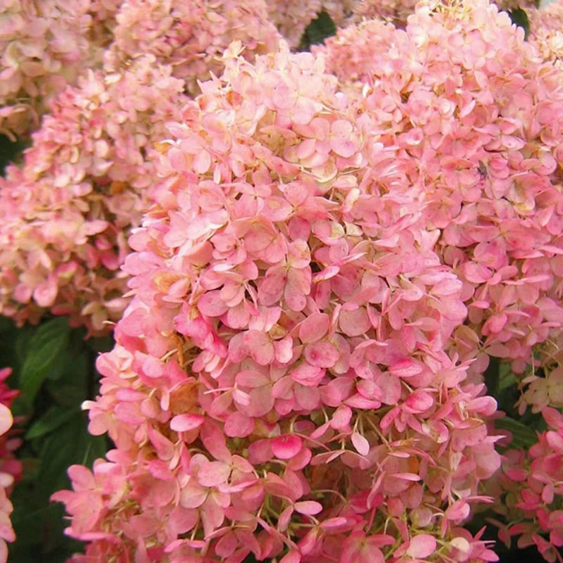🌺СЕМЕНА НА ХОРТЕНЗИЯ МЕТИЛИЧНА