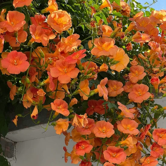 🧡Семена от тръбна лоза — машината за облицоване на стени