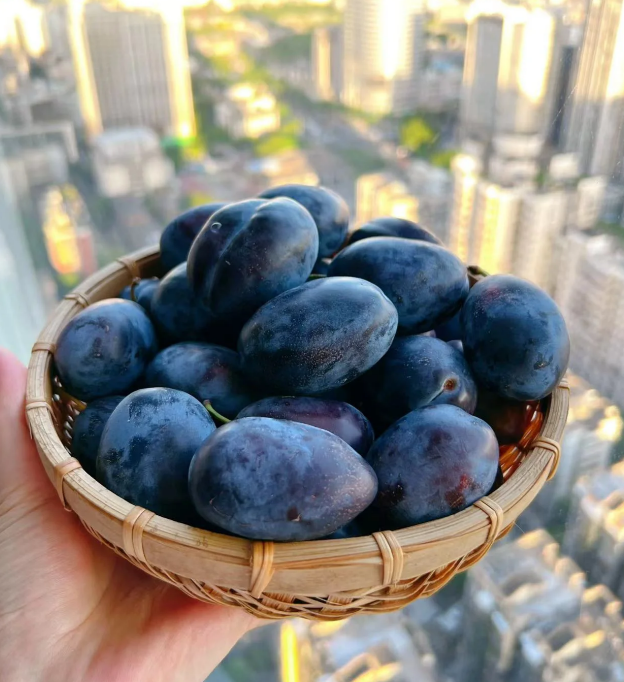 🌳Семена от сини сливи Дамасцена