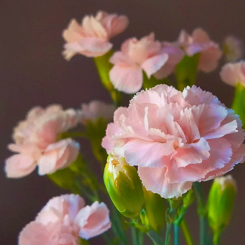 🌼СЕМЕНА ОТ НЕЖНОСТ (КАРНАЦИЯ)🌸