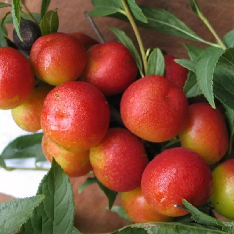 🍒СЕМЕНА НА ЧЕРЕША ДЖУДЖЕ 🌿 PRUNUS HUMILIS