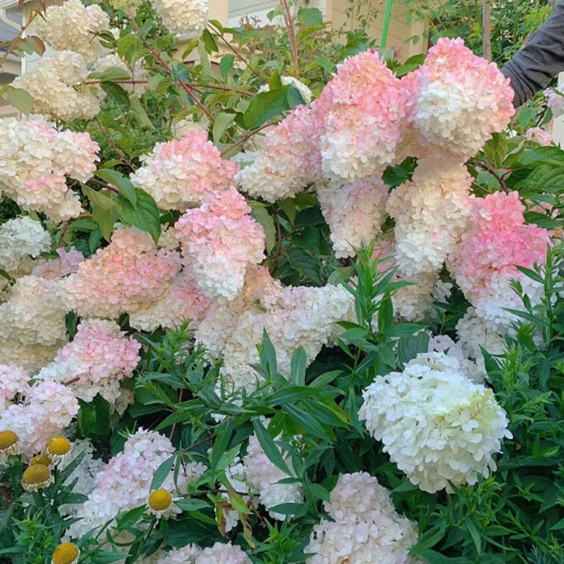 🌺СЕМЕНА НА ХОРТЕНЗИЯ МЕТИЛИЧНА