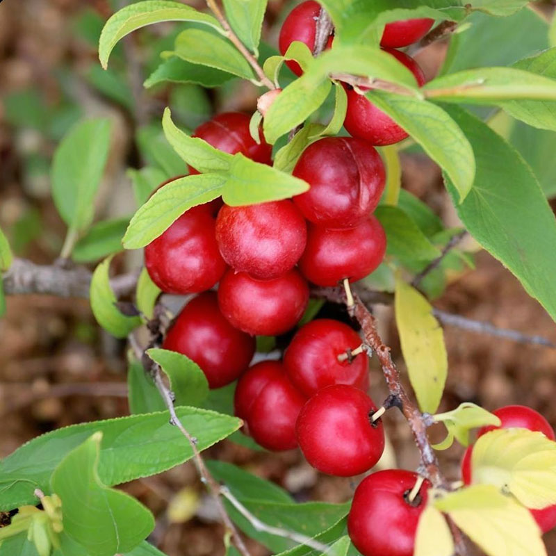 🍒СЕМЕНА НА ЧЕРЕША ДЖУДЖЕ 🌿 PRUNUS HUMILIS