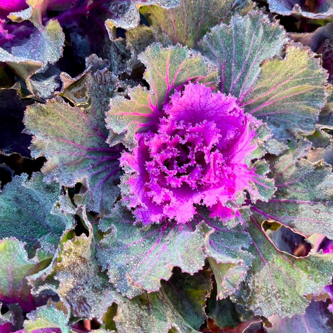 Ornamental Kale Seeds - Mix-Plantjoyfarm-Flower Seeds,Vegetable Seeds