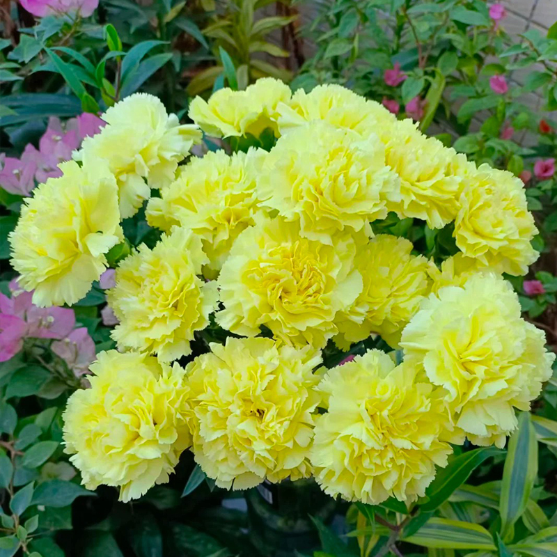 🌼СЕМЕНА ОТ НЕЖНОСТ (КАРНАЦИЯ)🌸