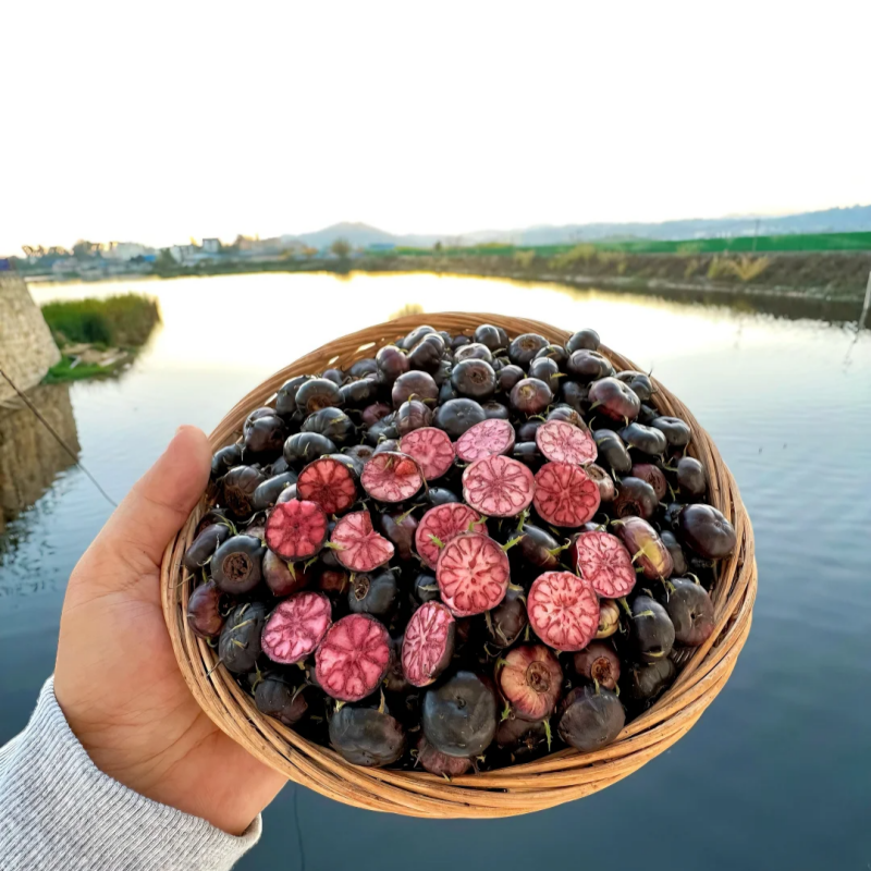 Червен женшен 🍉Вълшебен плод като перли