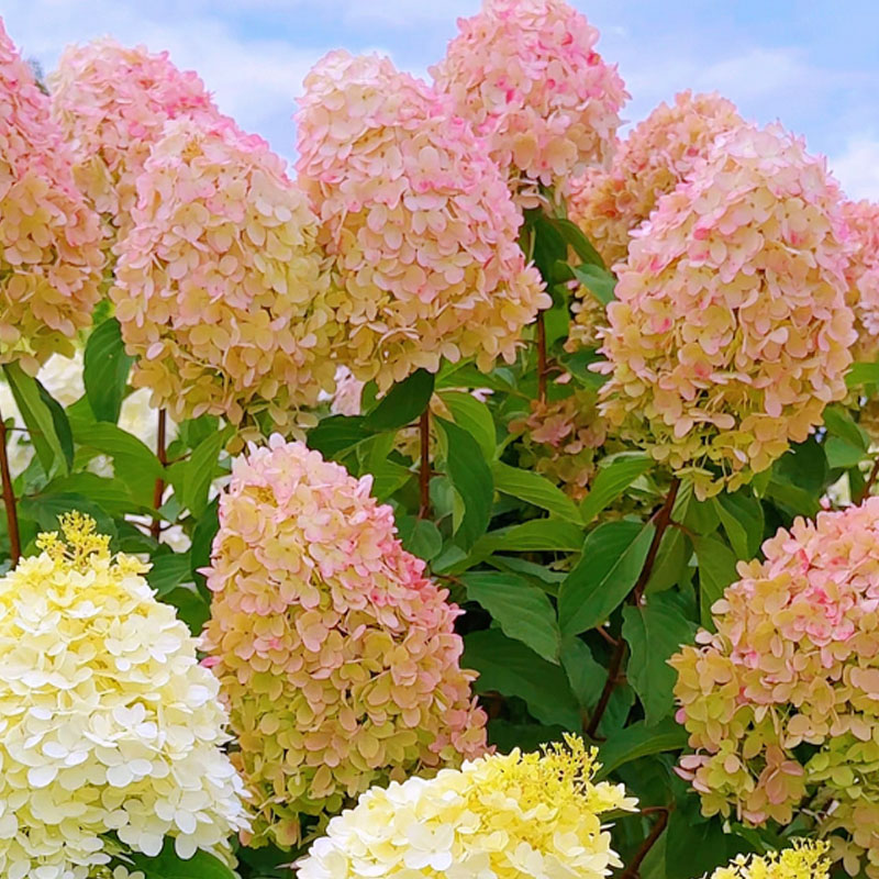 🌺СЕМЕНА НА ХОРТЕНЗИЯ МЕТИЛИЧНА