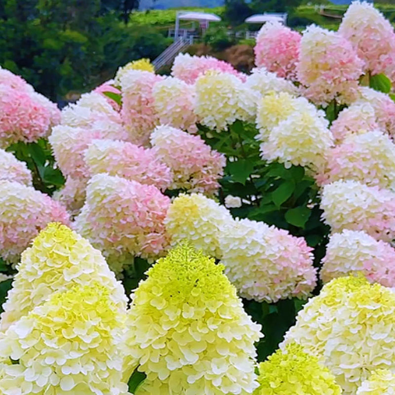 🌺СЕМЕНА НА ХОРТЕНЗИЯ МЕТИЛИЧНА