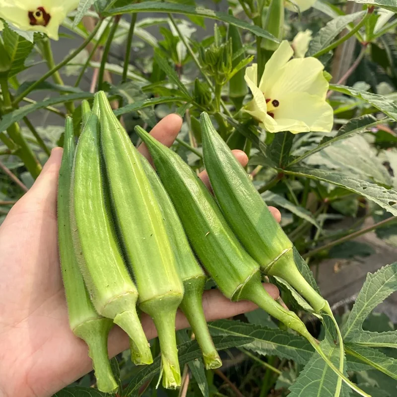 🥬 Високодобивни семена от бамя с нежна текстура и богата хранителна стойност