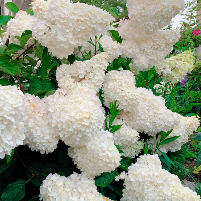 🌺СЕМЕНА НА ХОРТЕНЗИЯ МЕТИЛИЧНА