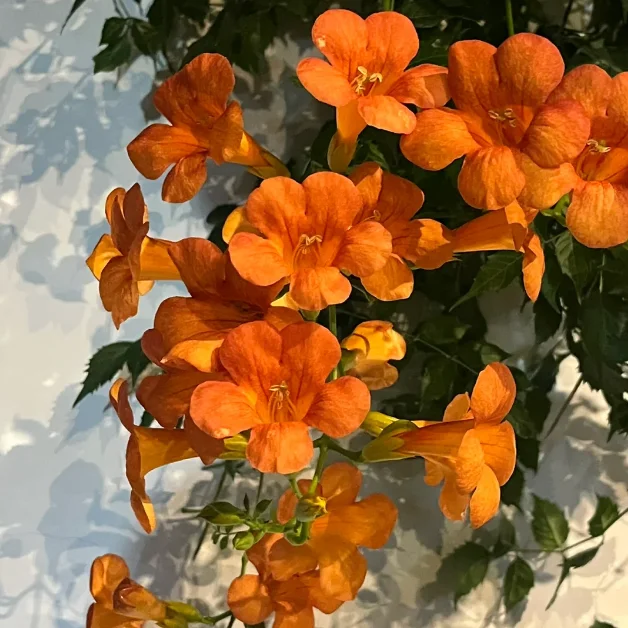 🧡Семена от тръбна лоза — машината за облицоване на стени