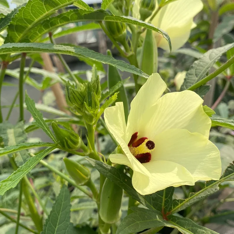 🥬 Високодобивни семена от бамя с нежна текстура и богата хранителна стойност