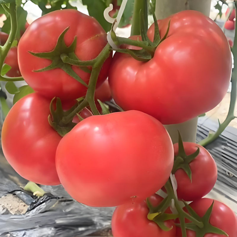 Семена реликтов домат с месеста вътрешност 🍅